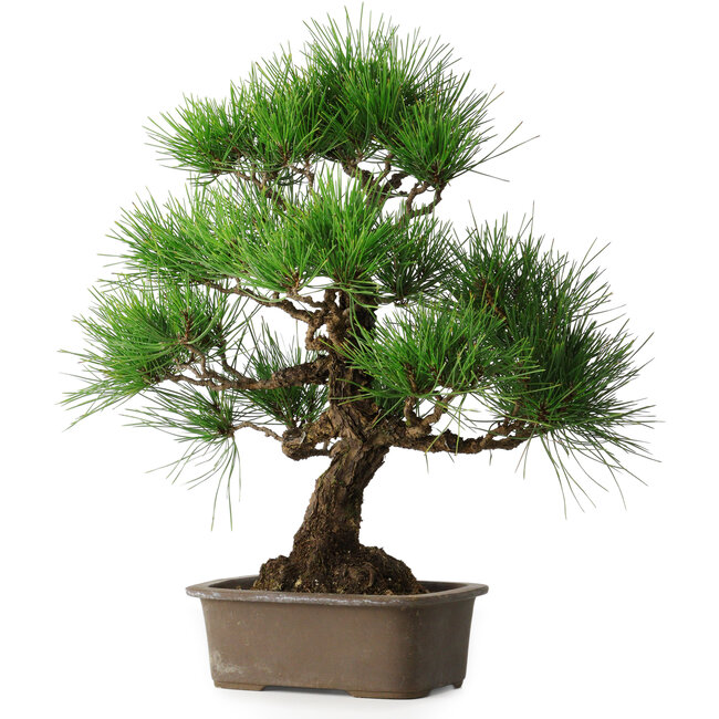 Pinus thunbergii, 46 cm, ± 25 jaar oud