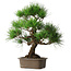 Pinus thunbergii, 46 cm, ± 25 jaar oud