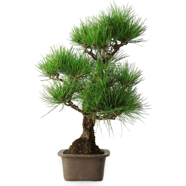 Pinus thunbergii, 46 cm, ± 25 jaar oud