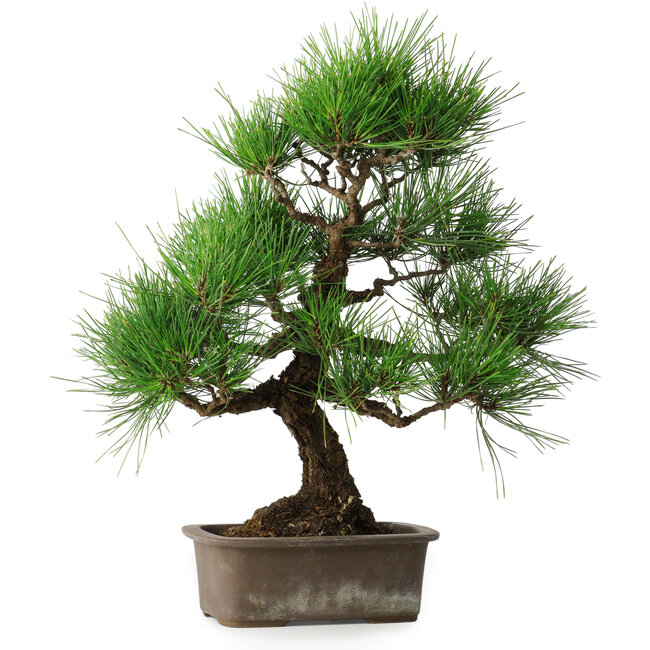 Pinus thunbergii, 46 cm, ± 25 jaar oud
