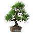 Pinus thunbergii, 46 cm, ± 25 jaar oud