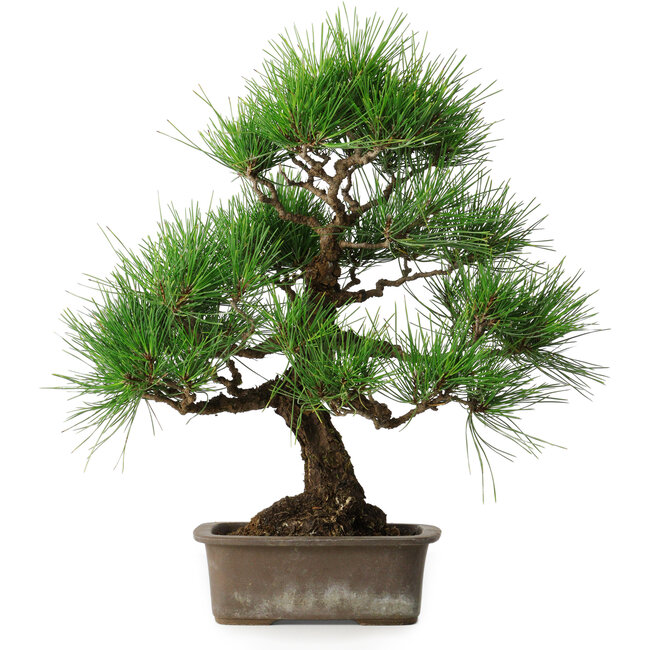 Pinus thunbergii, 46 cm, ± 25 jaar oud