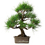 Pinus thunbergii, 46 cm, ± 25 jaar oud
