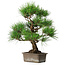 Pinus thunbergii, 46 cm, ± 25 ans