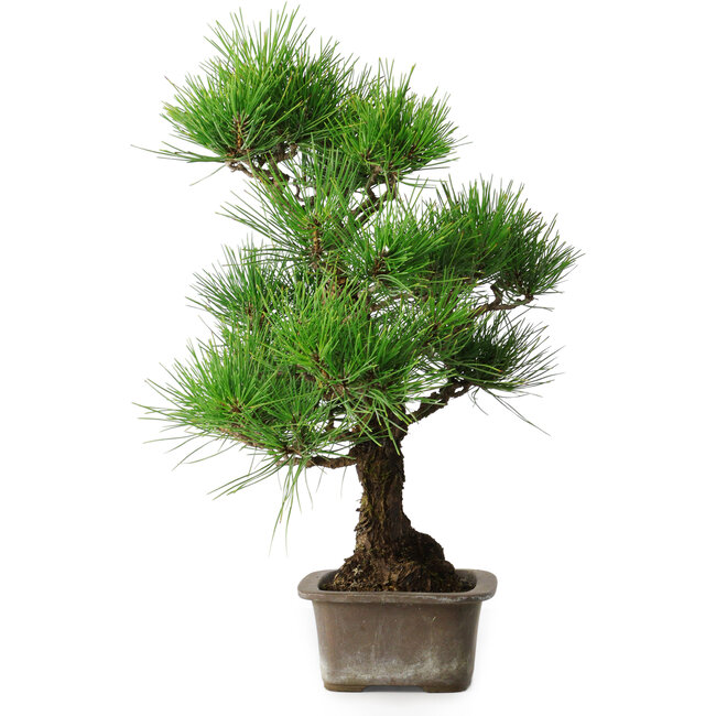 Pinus thunbergii, 46 cm, ± 25 jaar oud