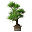 Pinus thunbergii, 46 cm, ± 25 jaar oud