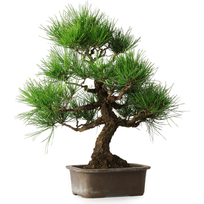 Pinus thunbergii, 46 cm, ± 25 jaar oud