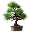 Pinus thunbergii, 46 cm, ± 25 jaar oud