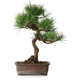 Pinus thunbergii, 47,5 cm, ± 25 jaar oud