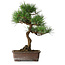 Pinus thunbergii, 47,5 cm, ± 25 jaar oud