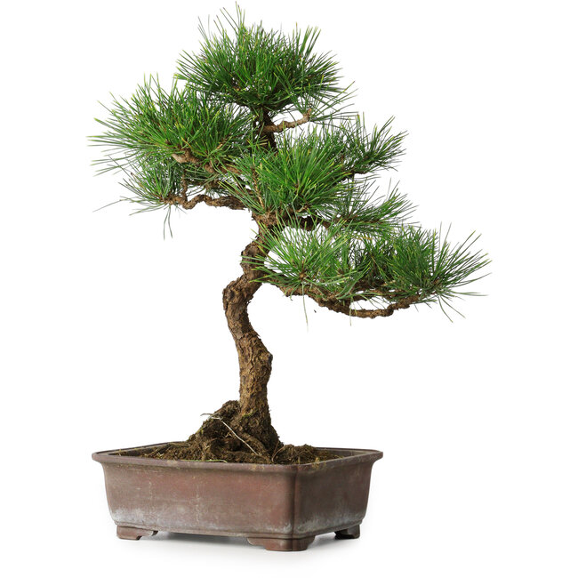 Pinus thunbergii, 47,5 cm, ± 25 jaar oud