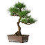 Pinus thunbergii, 47,5 cm, ± 25 jaar oud
