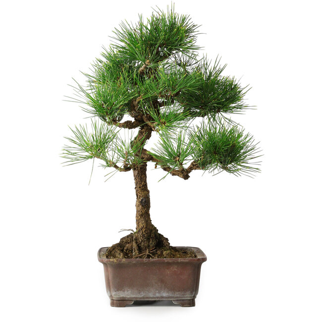 Pinus thunbergii, 47,5 cm, ± 25 Jahre alt