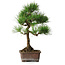 Pinus thunbergii, 47,5 cm, ± 25 jaar oud