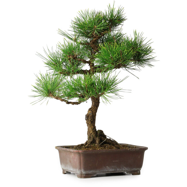 Pinus thunbergii, 47,5 cm, ± 25 anni