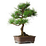 Pinus thunbergii, 47,5 cm, ± 25 jaar oud