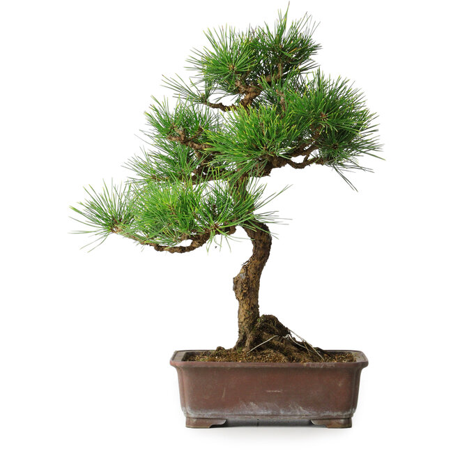 Pinus thunbergii, 47,5 cm, ± 25 ans