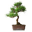 Pinus thunbergii, 47,5 cm, ± 25 jaar oud