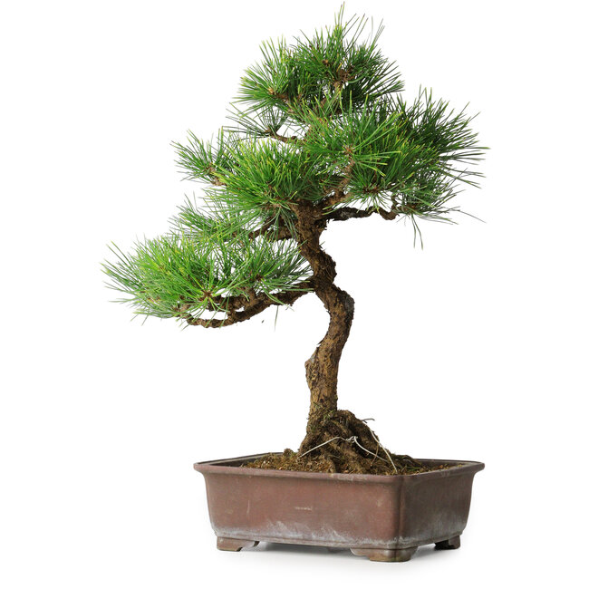 Pinus thunbergii, 47,5 cm, ± 25 anni