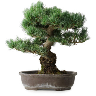 Pinus parviflora, 48 cm, ± 25 ans