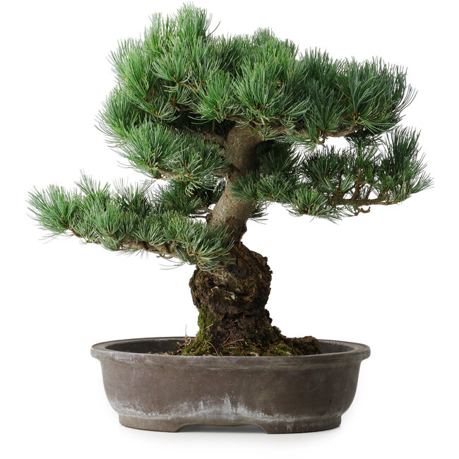 Pinus parviflora, 48 cm, ± 25 ans