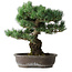 Pinus parviflora, 48 cm, ± 25 ans