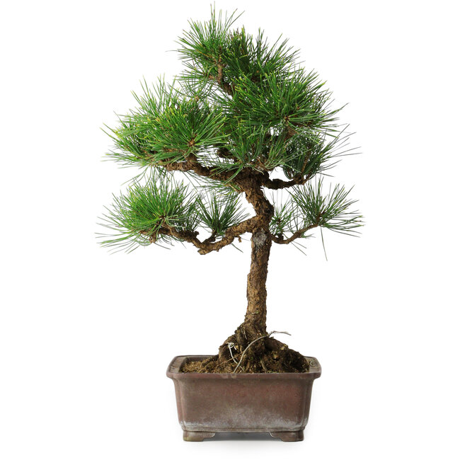 Pinus thunbergii, 47,5 cm, ± 25 jaar oud