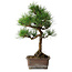 Pinus thunbergii, 47,5 cm, ± 25 jaar oud