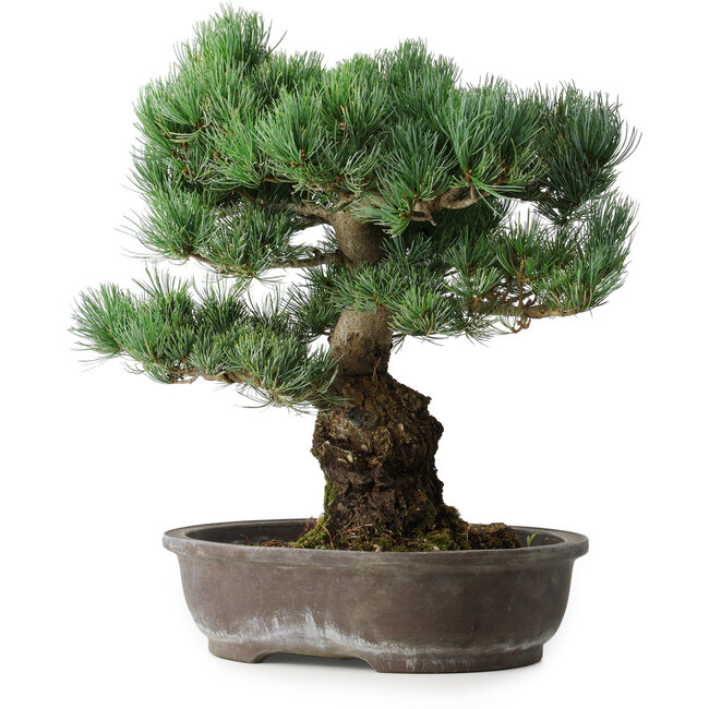 Pinus parviflora, 48 cm, ± 25 jaar oud