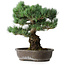 Pinus parviflora, 48 cm, ± 25 ans