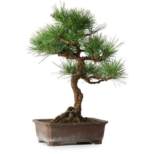 Pinus thunbergii, 47,5 cm, ± 25 years old