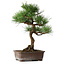 Pinus thunbergii, 47,5 cm, ± 25 jaar oud