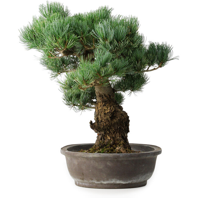 Pinus parviflora, 48 cm, ± 25 años