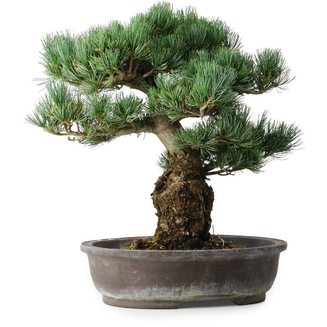 Pinus parviflora, 48 cm, ± 25 jaar oud