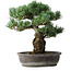 Pinus parviflora, 48 cm, ± 25 ans