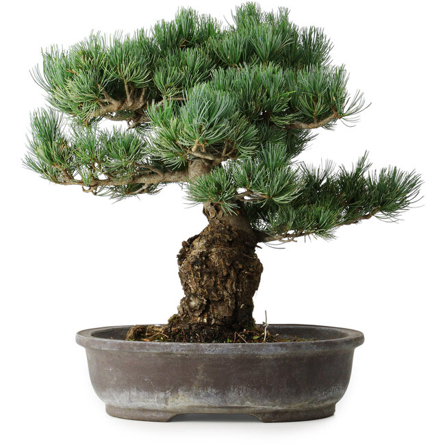 Pinus parviflora, 48 cm, ± 25 anni