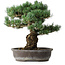 Pinus parviflora, 48 cm, ± 25 ans