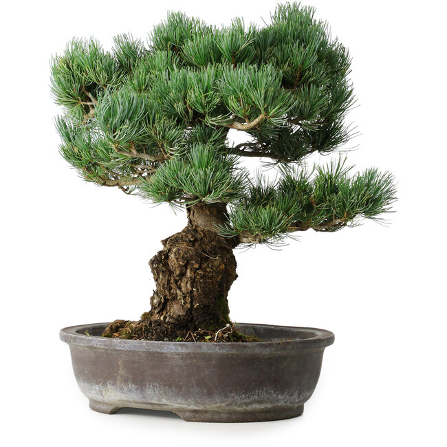 Pinus parviflora, 48 cm, ± 25 anni