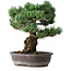 Pinus parviflora, 48 cm, ± 25 ans