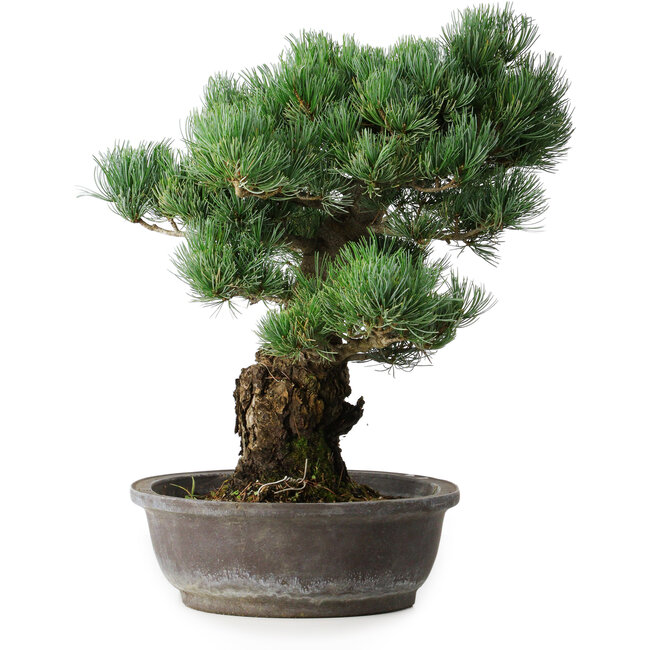 Pinus parviflora, 48 cm, ± 25 jaar oud