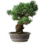 Pinus parviflora, 48 cm, ± 25 ans