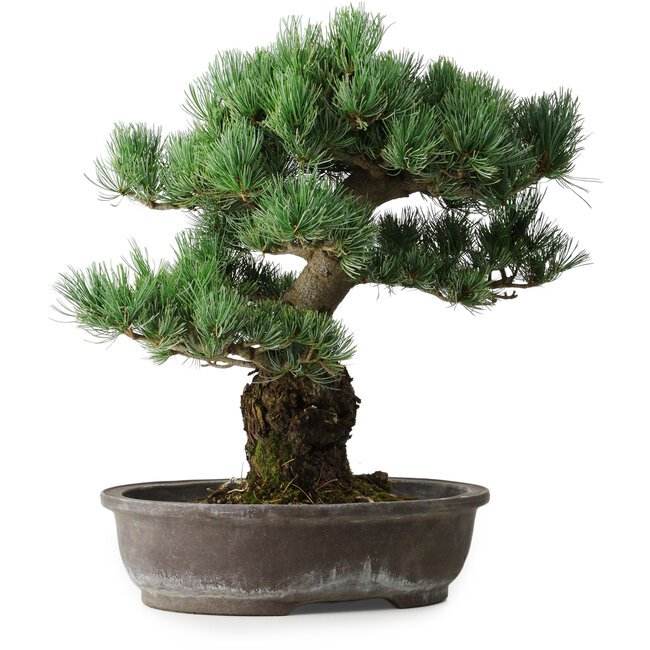 Pinus parviflora, 48 cm, ± 25 jaar oud