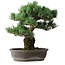 Pinus parviflora, 48 cm, ± 25 ans