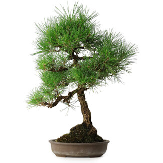 Pinus thunbergii, 50 cm, ± 25 jaar oud