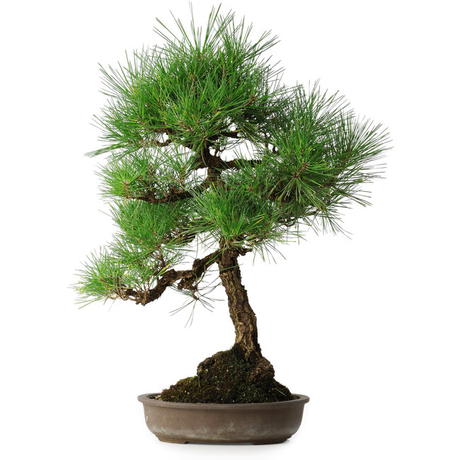 Pinus thunbergii, 50 cm, ± 25 jaar oud