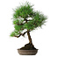 Pinus thunbergii, 50 cm, ± 25 jaar oud