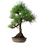 Pinus thunbergii, 50 cm, ± 25 ans