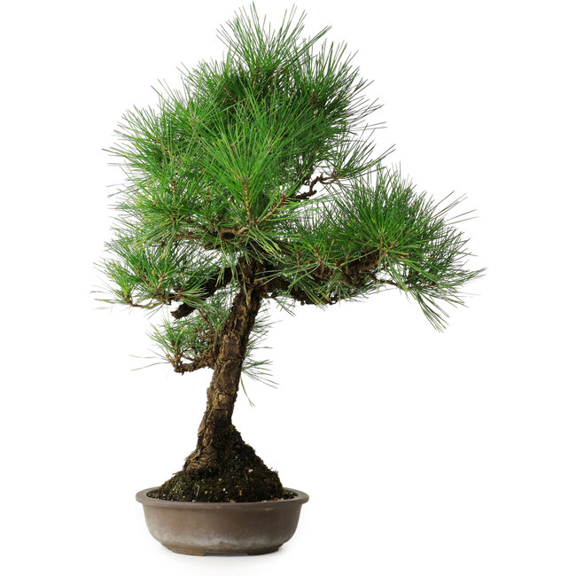 Pinus thunbergii, 50 cm, ± 25 anni