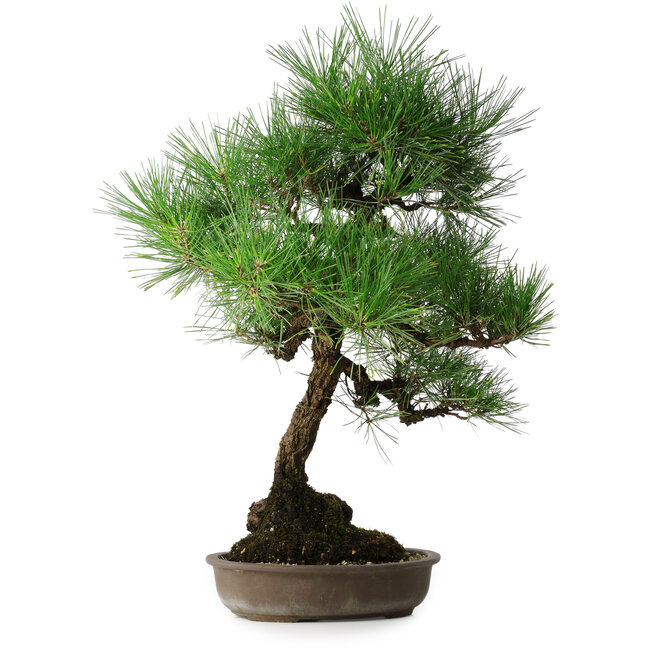 Pinus thunbergii, 50 cm, ± 25 years old