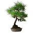 Pinus thunbergii, 50 cm, ± 25 jaar oud